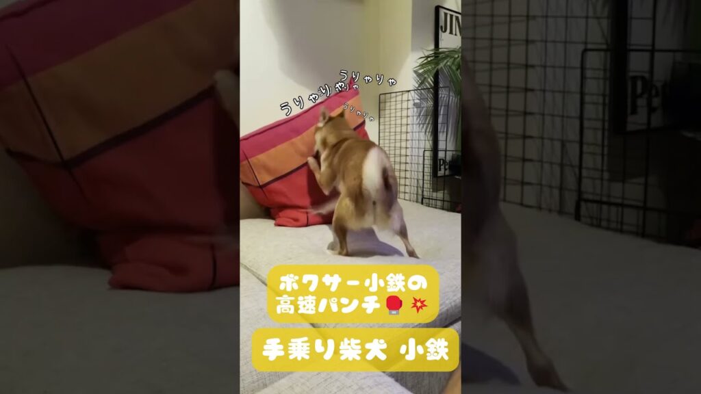 高速ジャブ!ボクサー小鉄の連打が激しすぎる#shorts #柴犬 高速ジャブ!ボクサー小鉄の連打が激しすぎる#shorts #柴犬