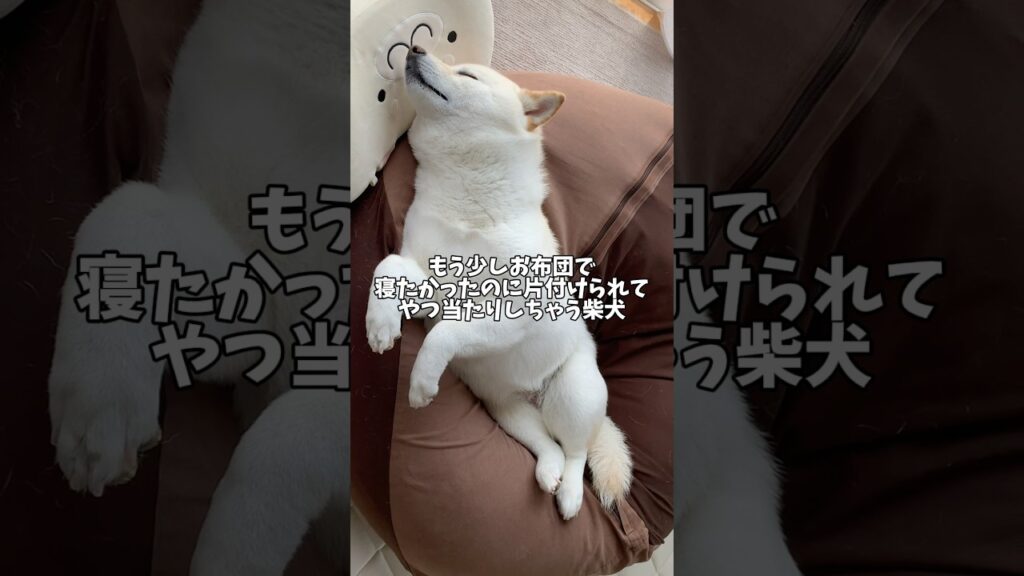 お布団を片付けられてちょっぴりやつ当たりする柴犬　#shorts #柴犬 #犬 #dog