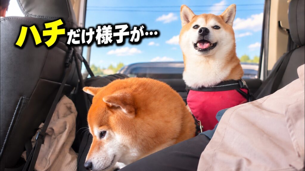 北海道から帰ってきた柴犬に思わぬ出来事が… 北海道から帰ってきた柴犬に思わぬ出来事が…