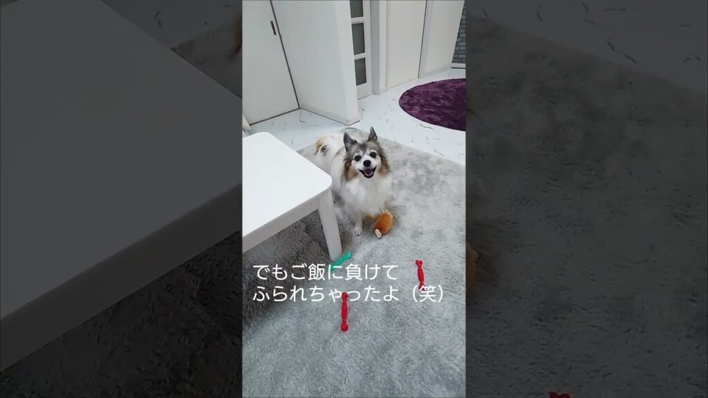 犬と遊ぼうと思ったら #愛犬 #犬のいる生活 #パピヨン