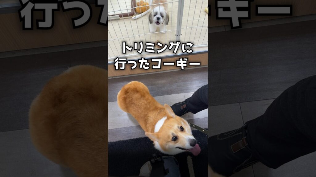 ふわもちになりました✨ #コーギー  #corgi