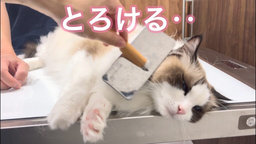 肉球ぐーぱー…ブラッシングが気持ちよすぎてとろけるラグドールが可愛すぎました【長毛猫のおすすめブラッシング道具・やり方】#cat #猫 #ラグドール 肉球ぐーぱー…ブラッシングが気持ちよすぎてとろけるラグドールが可愛すぎました【長毛猫のおすすめブラッシング道具・やり方】#cat #猫 #ラグドール