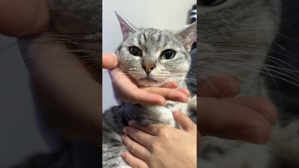 お顔がまん丸な猫、ママに捕まり歌われるwww #cat #猫 お顔がまん丸な猫、ママに捕まり歌われるwww #cat #猫