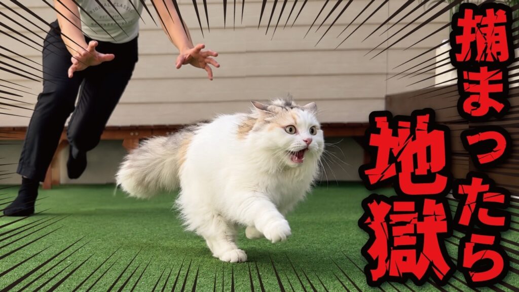 大嫌いな「アレ」から全力で逃走する猫ッッッ!!! 大嫌いな「アレ」から全力で逃走する猫ッッッ!!!