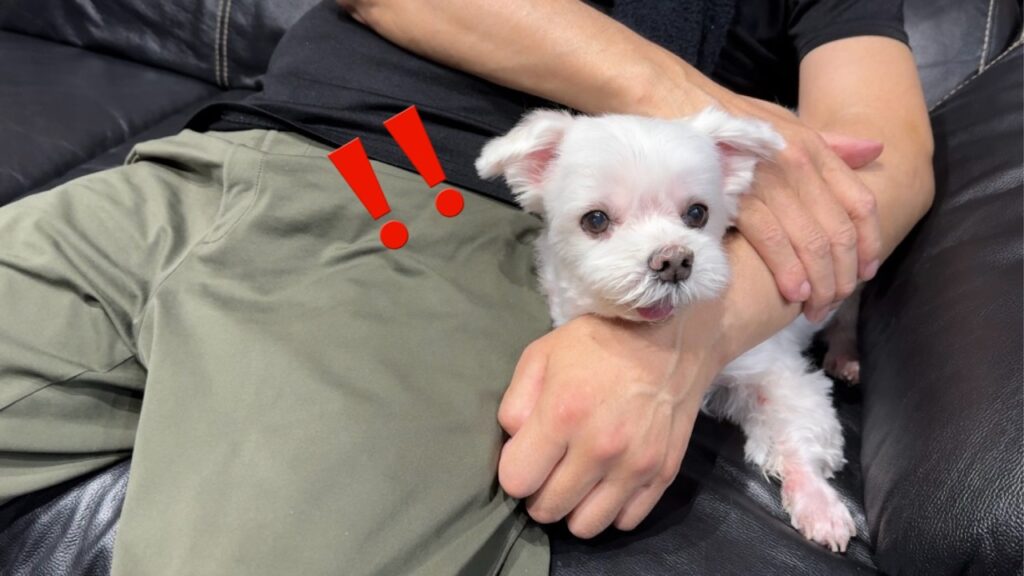 ママの異変…障害者になったパパと愛犬がママの変化に気づきました ママの異変…障害者になったパパと愛犬がママの変化に気づきました
