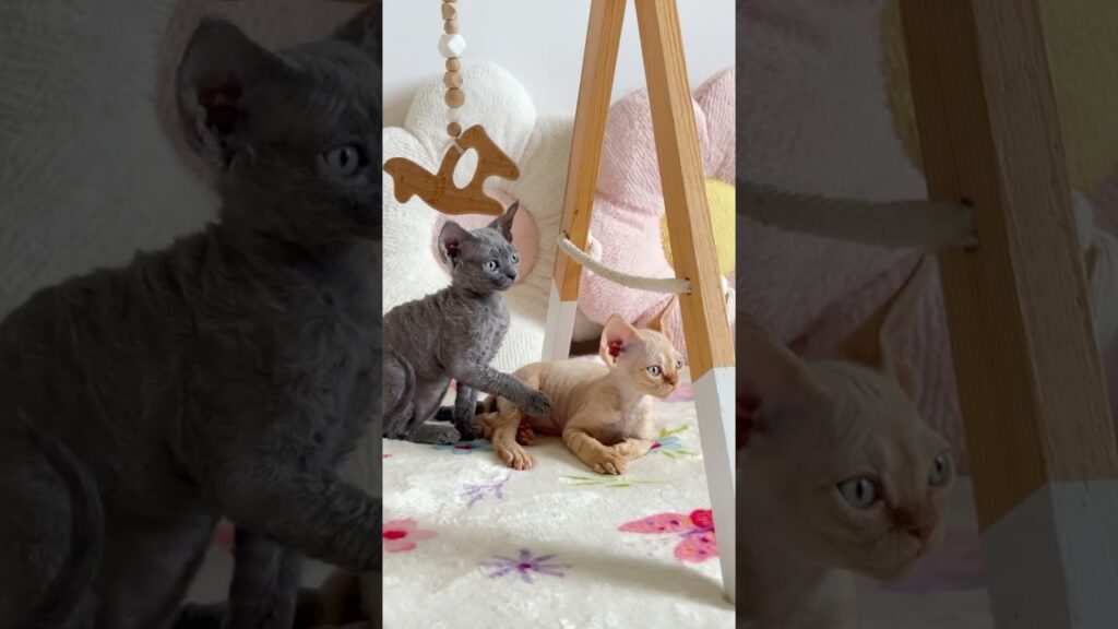 Blue & red Devon Rex kittens 🥰 #devonrexcattery #lovecats #kitten #cat #pets #kittens #cutecat