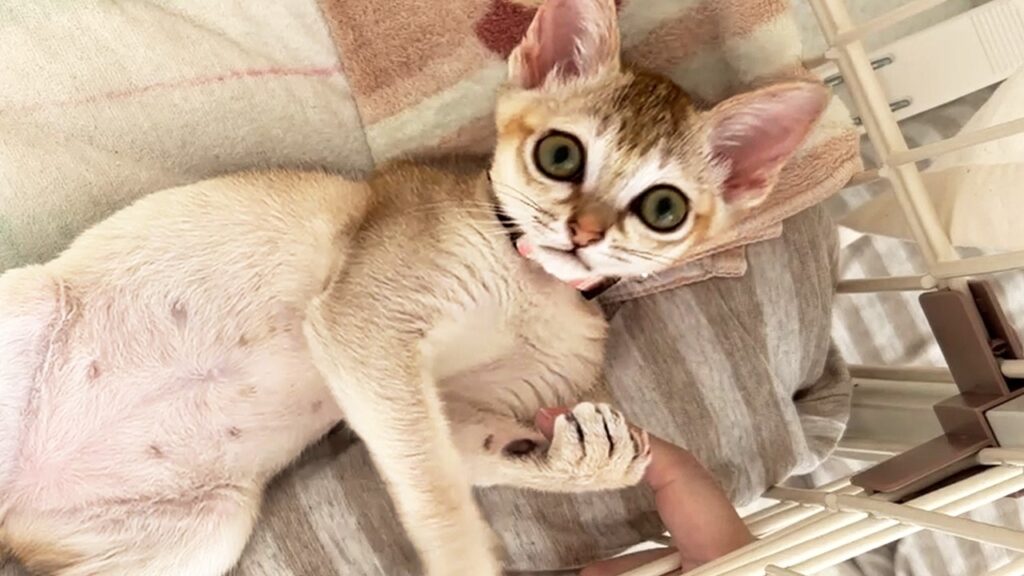 鳴かない事の無い子猫の寝かしつけに毎回苦労しています