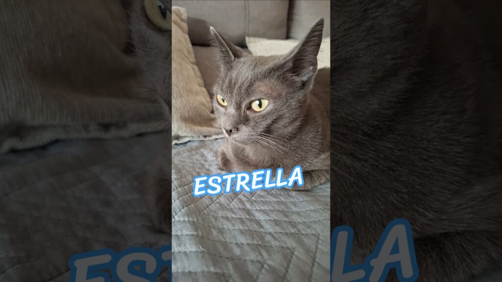 ESTRELLA | Korat Cat