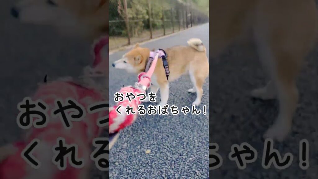 【大好きなおばちゃんを発見した時の柴犬の反応♪】#shorts #犬 #わんこ #柴犬 #dog #shibainu #かわいい #癒し #おもしろ #散歩