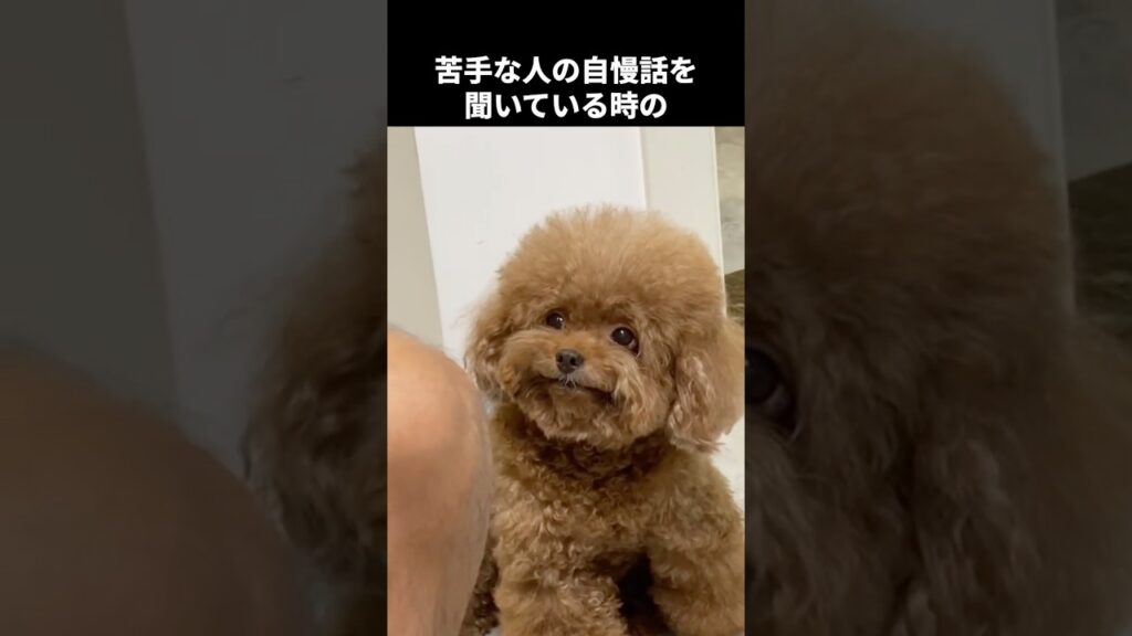 圧の強すぎるトイプードル #shorts