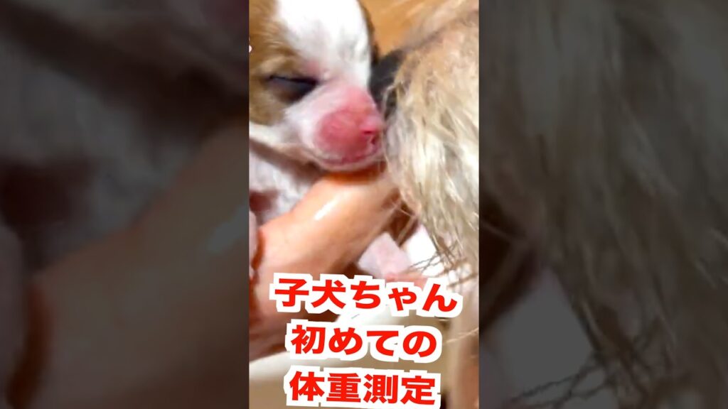 ちゃんと大きくなってるかな #ジャックラッセルテリア #猟犬 #癒し #犬 #可愛い #puppy #犬のいる生活 #子犬 ちゃんと大きくなってるかな #ジャックラッセルテリア #猟犬 #癒し #犬 #可愛い #puppy #犬のいる生活 #子犬