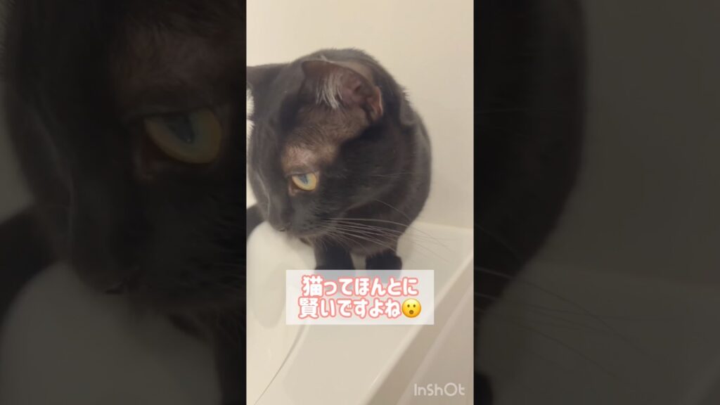 イタズラ黒猫ボンベイ　#cat #ねこ #ねこのいる生活 #ねこ動画 #ねこのいる暮らし #猫 #猫好きさんと繋がりたい #かわいい #癒やし #甘えん坊