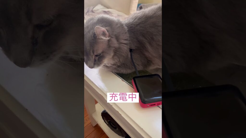 Charging #ねこ動画 #アメリカンカール