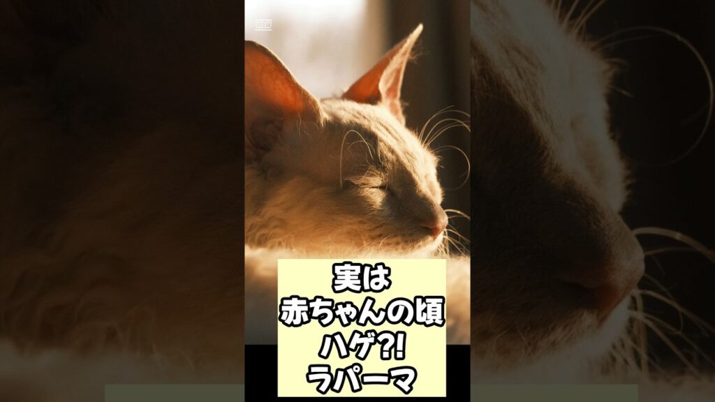 【癒やし】生まれると毛がない！？ラパーマの甘えん坊ギャップに悶絶 #猫  #shorts  #ラパーマ  #癒やし動画