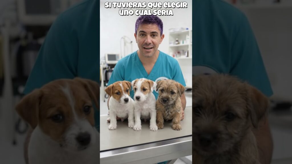 🐶 ¿Jack Russell, Parson Russell o Cairn Terrier? ¿Cuál te gusta más? 🐶 ¿Jack Russell, Parson Russell o Cairn Terrier? ¿Cuál te gusta más?