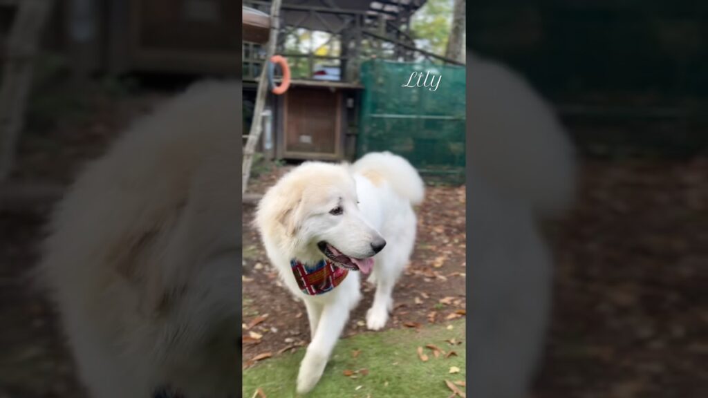 Lily リリー #greatpyrenees #todaysrunrun #グレートピレニーズ #今日のルンルン