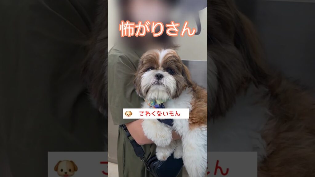 怖がりさんなワンコ🐶【シーズー犬】
