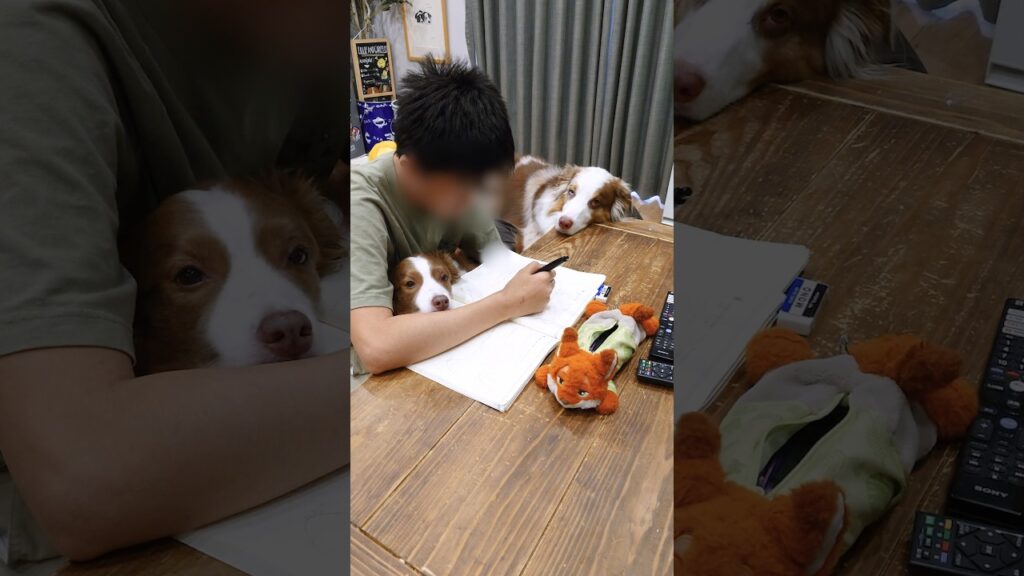勉強が終わるまでお兄ちゃんのそばを離れない犬達がこちら📚️🐶【ボーダーコリー・オーストラリアンシェパード】 勉強が終わるまでお兄ちゃんのそばを離れない犬達がこちら📚️🐶【ボーダーコリー・オーストラリアンシェパード】