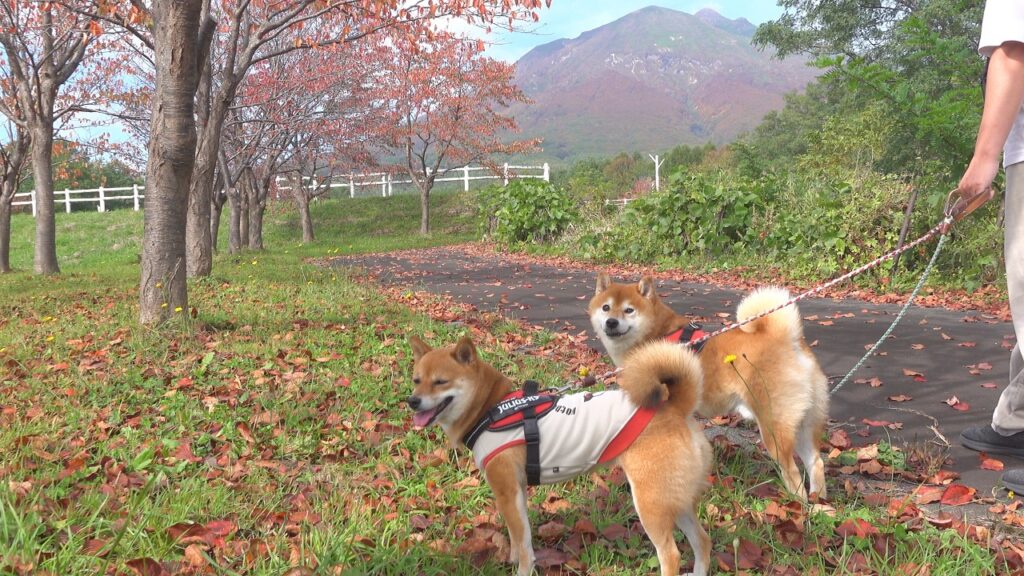 柴犬が凄すぎて、ママ限界です。 柴犬が凄すぎて、ママ限界です。