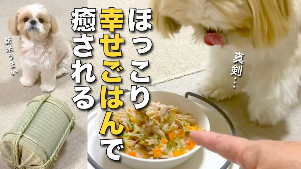 田舎暮らしシーズーの幸せごはんで、ほっこり癒される 〜ひとりシンマイ（新米）フェスティバル〜 www（おしゃべりインコも登場）【464】