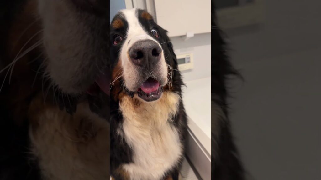 お風呂を告げられ絶望するバーニーズマウンテンドッグのオリバー #バーニーズマウンテンドッグ #bernesemountaindog #バーニーズ #犬のいる生活 #可愛い  #癒し #オリバー