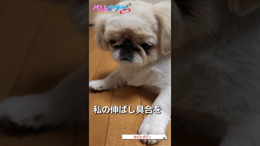 【ペキニーズ2匹】今日は“のびたボディ編”!ツンデレベリと甘えん坊ナチャの日常 #s816【癒し×可愛い】#愛犬 #ほっこり #犬 【ペキニーズ2匹】今日は“のびたボディ編”!ツンデレベリと甘えん坊ナチャの日常 #s816【癒し×可愛い】#愛犬 #ほっこり #犬