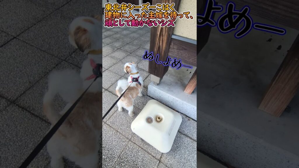【東北弁シーズーこはく】 ショート#325