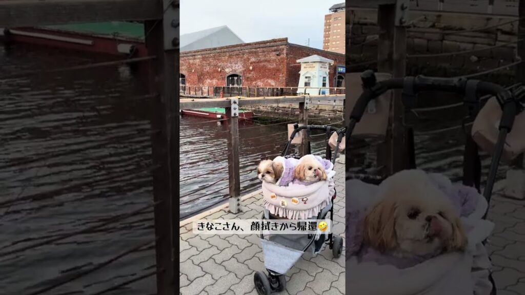 シーズー姉妹、初めての函館赤レンガ倉庫❣🐶🐶【保護犬】 #シーズー #可愛い #元気になる動画 #dog #癒し #元気お届け #犬のいる生活 #shihtzu #保護犬 #元繁殖犬 #函館 #北海道 シーズー姉妹、初めての函館赤レンガ倉庫❣🐶🐶【保護犬】 #シーズー #可愛い #元気になる動画 #dog #癒し #元気お届け #犬のいる生活 #shihtzu #保護犬 #元繁殖犬 #函館 #北海道