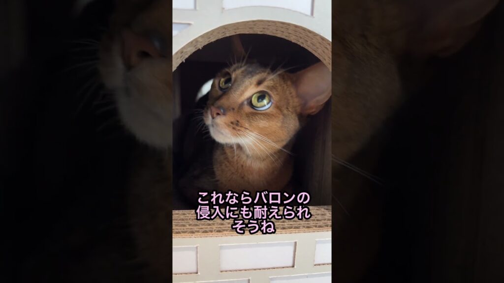 誕生日に秘密基地を手に入れた姉 誕生日に秘密基地を手に入れた姉