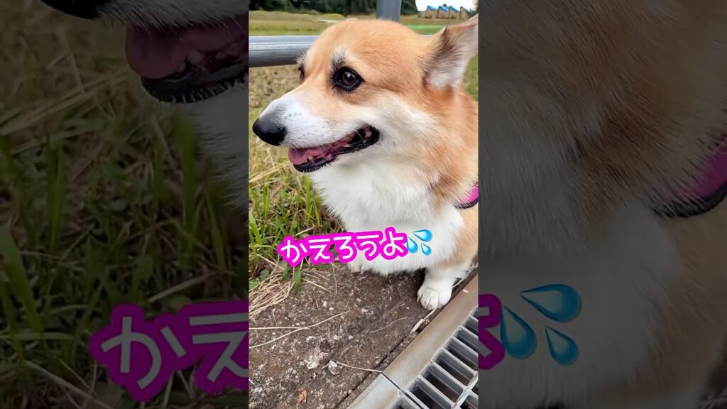 ビビり過ぎwガチなガクブル #コーギー
