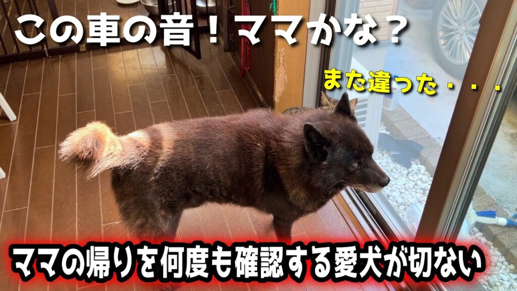 【再会】ママと娘がいなくなって1ヶ月、やっと会えました 【再会】ママと娘がいなくなって1ヶ月、やっと会えました
