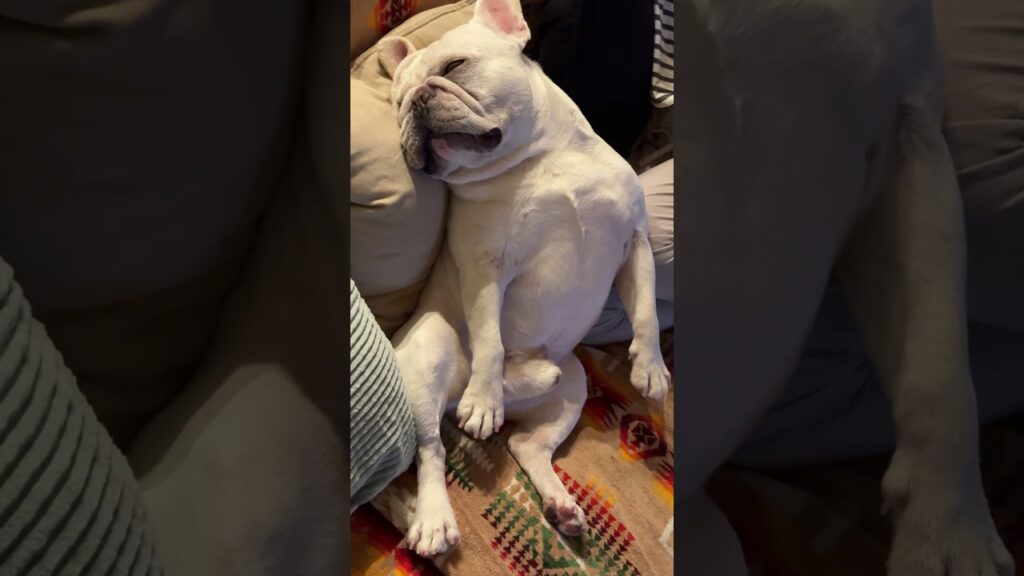 遊びすぎて充電が切れたおっさんwww　 #フレンチブルドッグ #フレブル #frenchbulldog