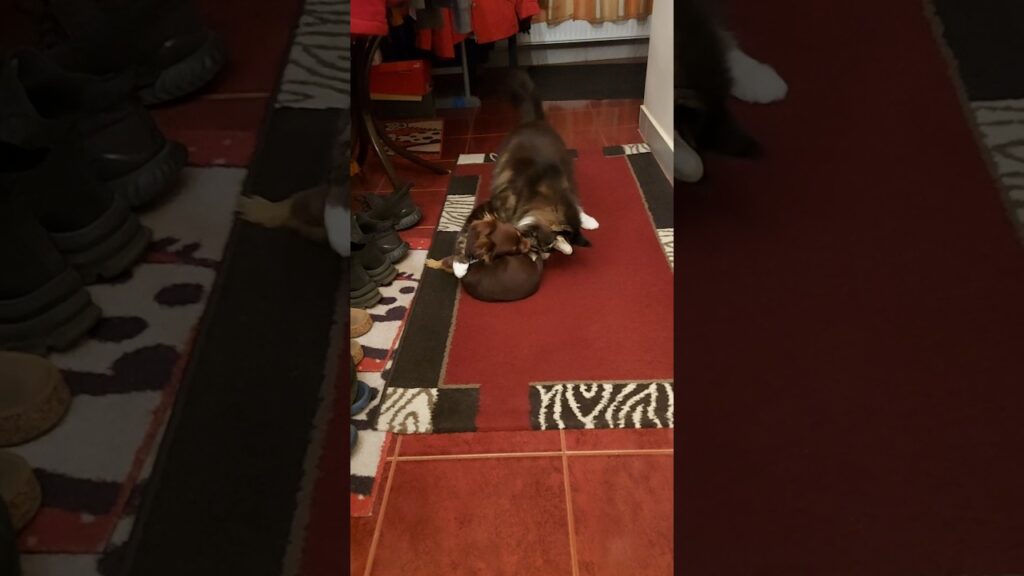 Cute chihuahua fights with maine coon #cat #dog #cute #puppy #chihuahua #mainecoon #funny #shorts Cute chihuahua fights with maine coon #cat #dog #cute #puppy #chihuahua #mainecoon #funny #shorts