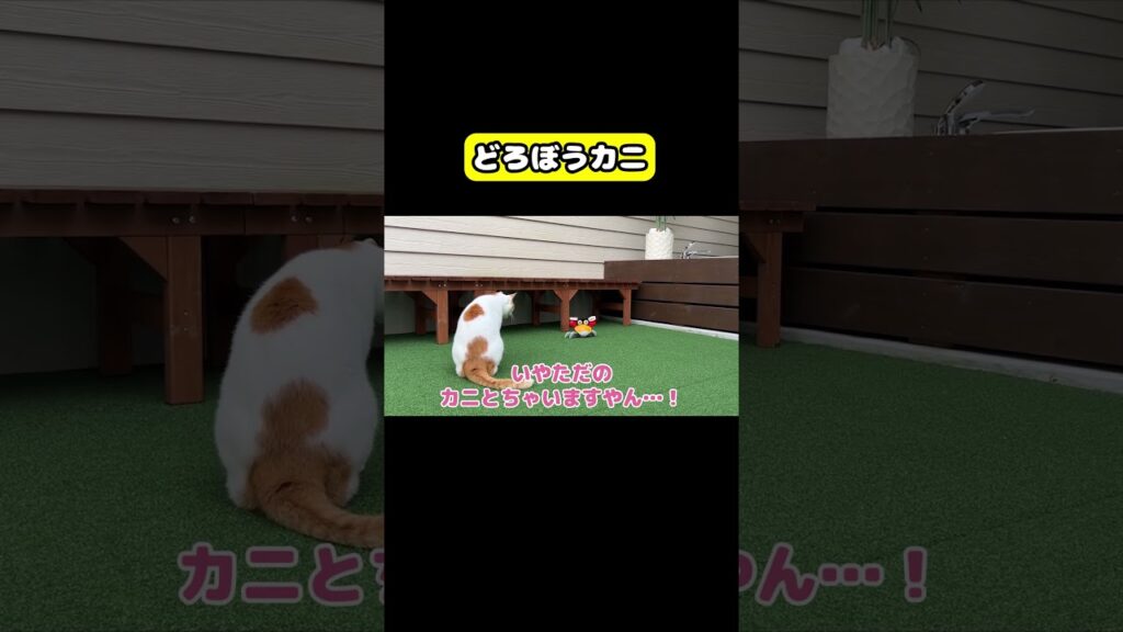 どろぼうカニ #猫 #おもしろ #アテレコ #ニャンチューバーつくし どろぼうカニ #猫 #おもしろ #アテレコ #ニャンチューバーつくし