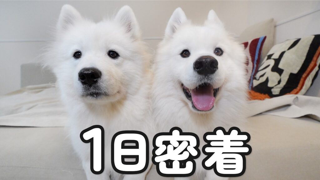大型犬2頭の平日の1日密着してみたら兄妹の性格の違いが分かりやす過ぎました…笑
