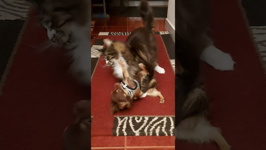 chihuahua fights with maine coon #cat #dog #chihuahua #pets #cute #mainecoon #funny #shorts #reels chihuahua fights with maine coon #cat #dog #chihuahua #pets #cute #mainecoon #funny #shorts #reels