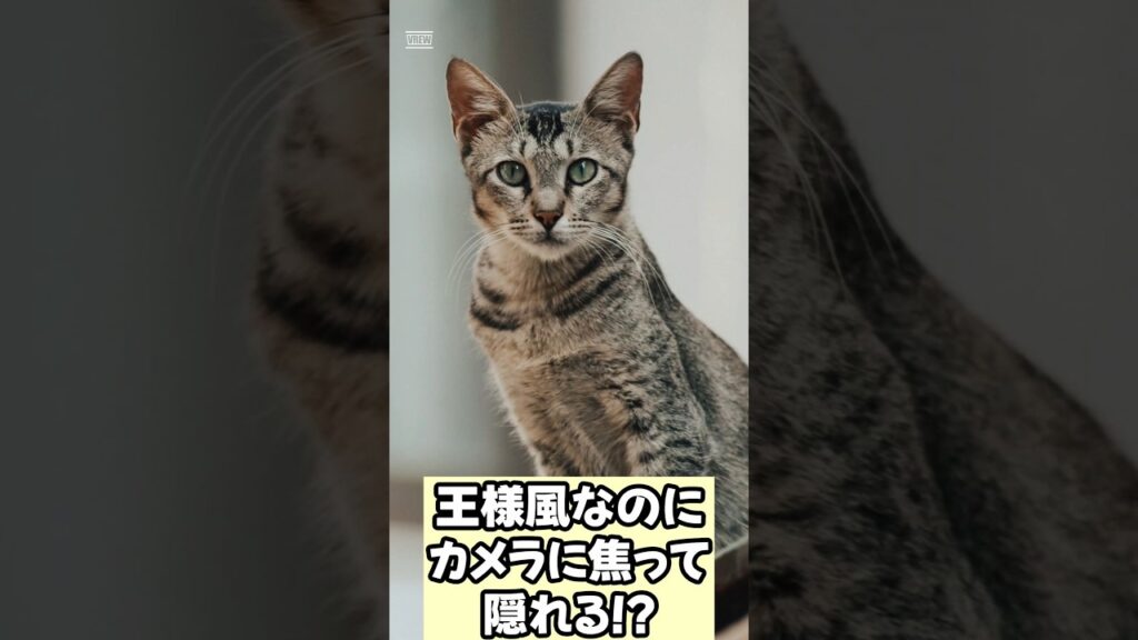 【警告】エジプシャン・マウをお迎えするとカメラ嫌いのギャップに撃沈する理由 #猫 #癒し #エジプシャンマウ 【警告】エジプシャン・マウをお迎えするとカメラ嫌いのギャップに撃沈する理由 #猫 #癒し #エジプシャンマウ
