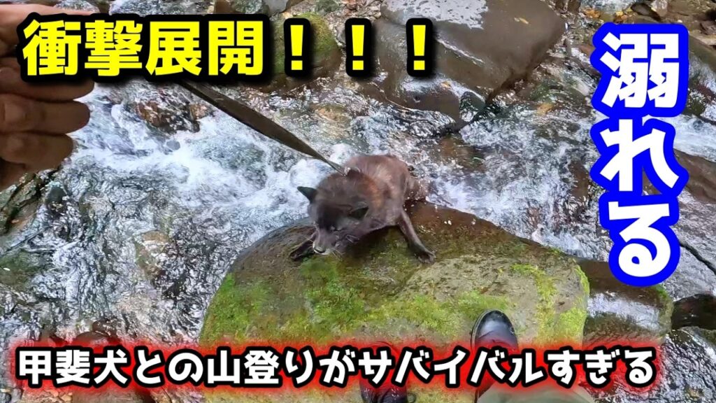 予想外の事態が続出!大冒険すぎる山登り【甲斐犬と山登り:立岩編 第1話】 予想外の事態が続出!大冒険すぎる山登り【甲斐犬と山登り:立岩編 第1話】