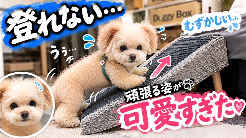愛犬がスロープを登れない…一生懸命すぎる姿が可愛すぎました【トイプードル】 愛犬がスロープを登れない…一生懸命すぎる姿が可愛すぎました【トイプードル】