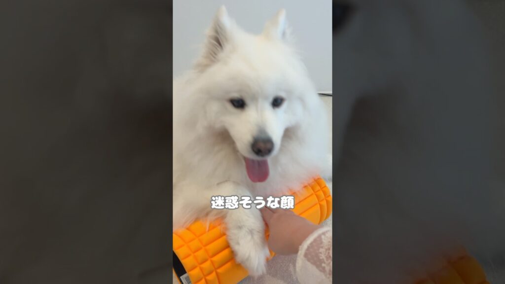 筋膜ローラー使ってるサモエド　#サモエド #samoyed #モチモチ日記