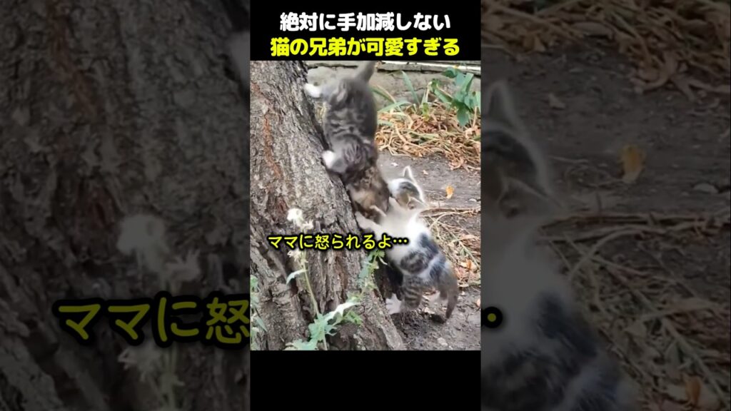 ママ代わりのスパルタ兄ちゃん！