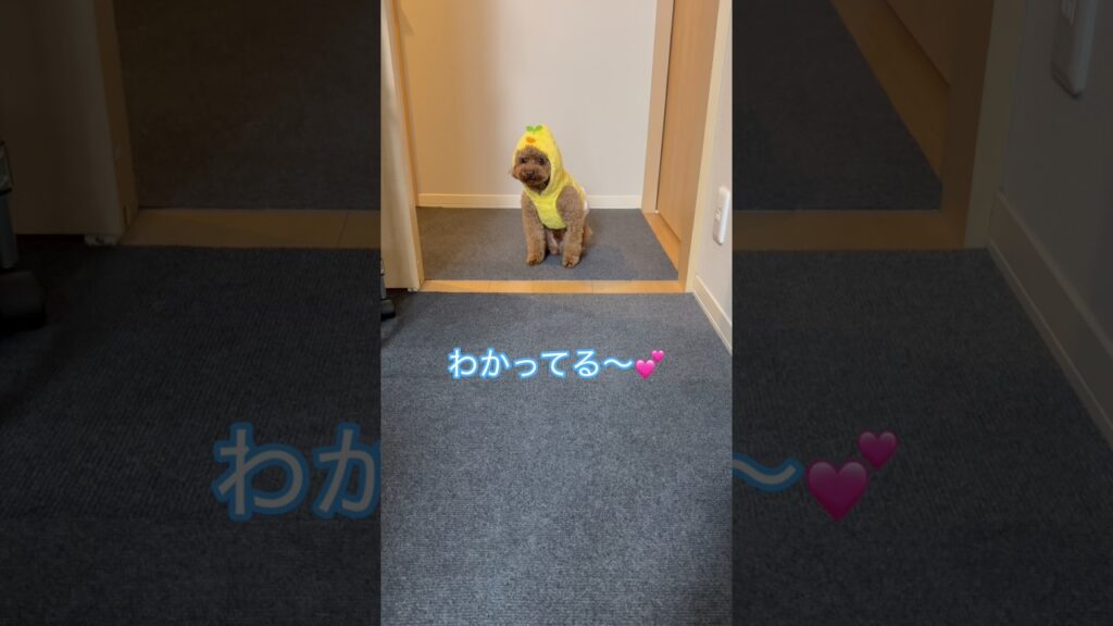💩した時パパになんていうとよ？#トイプードル #shorts #ショート #ショート動画 #かわいい犬 #可愛い犬