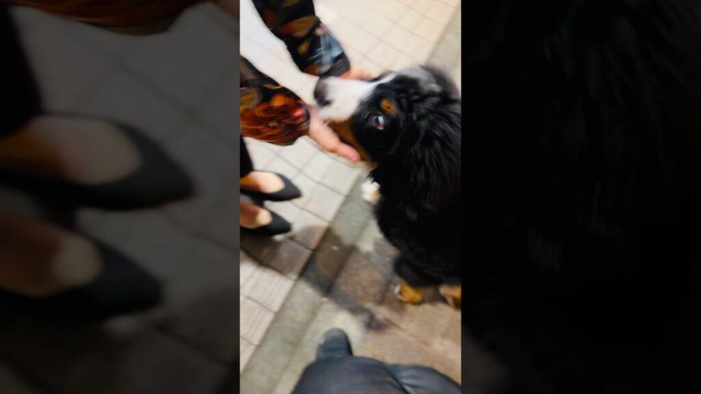 やっと不動産屋さんのお姉さんに会えたバーニーズの子犬🐾