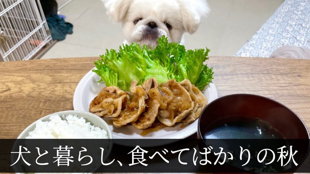 40代独身おじさん、犬と暮らし、寿司とモンブランとしょうが焼き 40代独身おじさん、犬と暮らし、寿司とモンブランとしょうが焼き