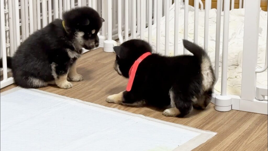 【柴犬 子犬】ワンプロの誘い方が可愛すぎる生後31日目の子犬たち 字幕入り