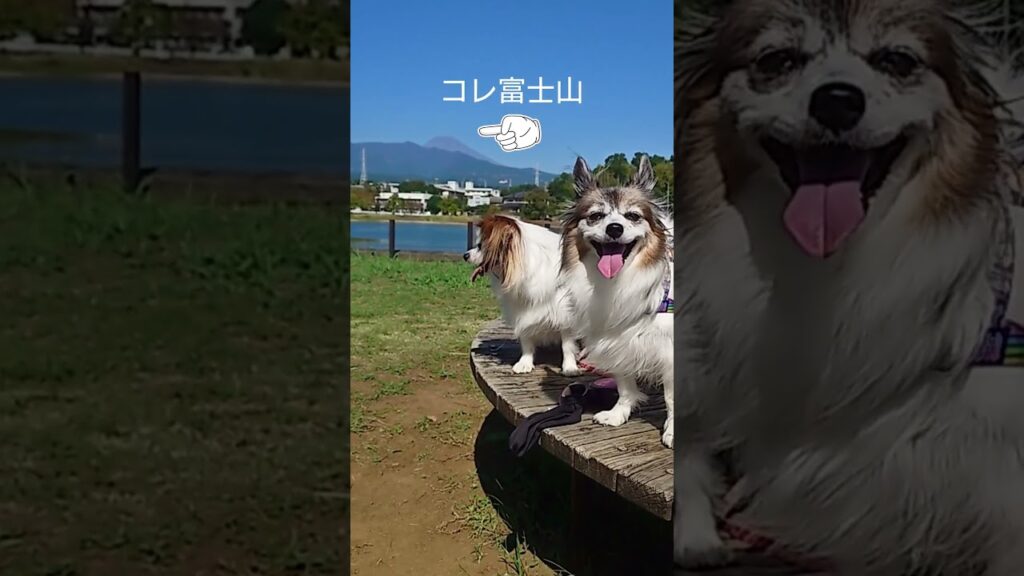 犬とのんびり公園散歩 #愛犬 #犬のいる生活 #パピヨン
