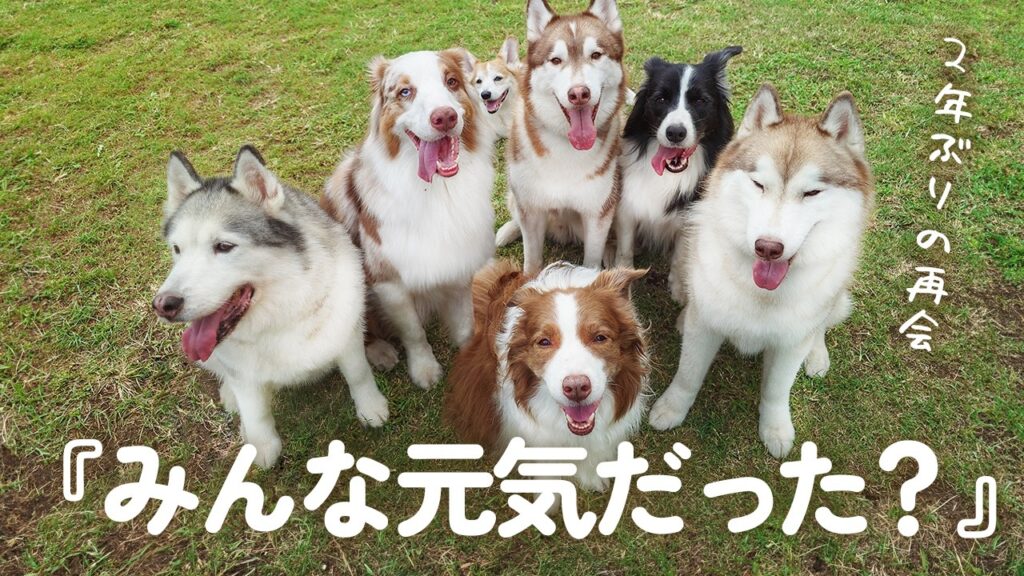 数年ぶりに再会した犬友達。歳をとっても変わらない関係が愛おしい🥺✨【ボーダーコリー・オーストラリアンシェパード・シベリアンハスキー・コーギー】 数年ぶりに再会した犬友達。歳をとっても変わらない関係が愛おしい🥺✨【ボーダーコリー・オーストラリアンシェパード・シベリアンハスキー・コーギー】