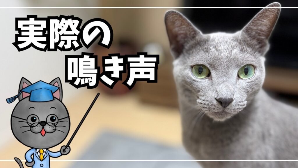 ロシアンブルーの鳴き声を5年分集めてみた!子猫から現在まで【鳴き声特集】 ロシアンブルーの鳴き声を5年分集めてみた!子猫から現在まで【鳴き声特集】
