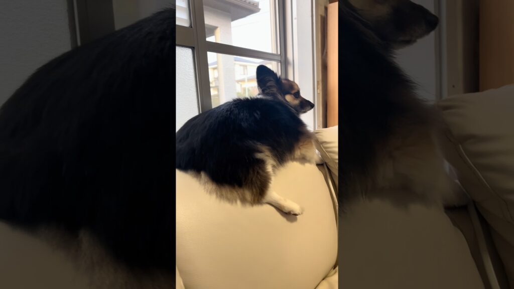外を監視する短足犬（パピヨンとコーギーのミックス犬）