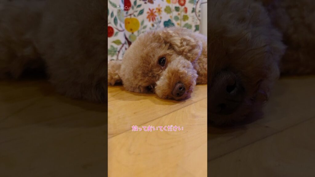 トイプードルモカちゃんが言いたいこと。 #トイプードル #癒し #トイプー #元気お届け #toypoodle #元気になる動画 #可愛い #かわいい犬 #犬のいる生活 #愛犬